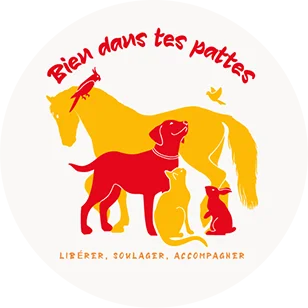 Yanne Benoist - Kinésiologue animalière à Fondettes