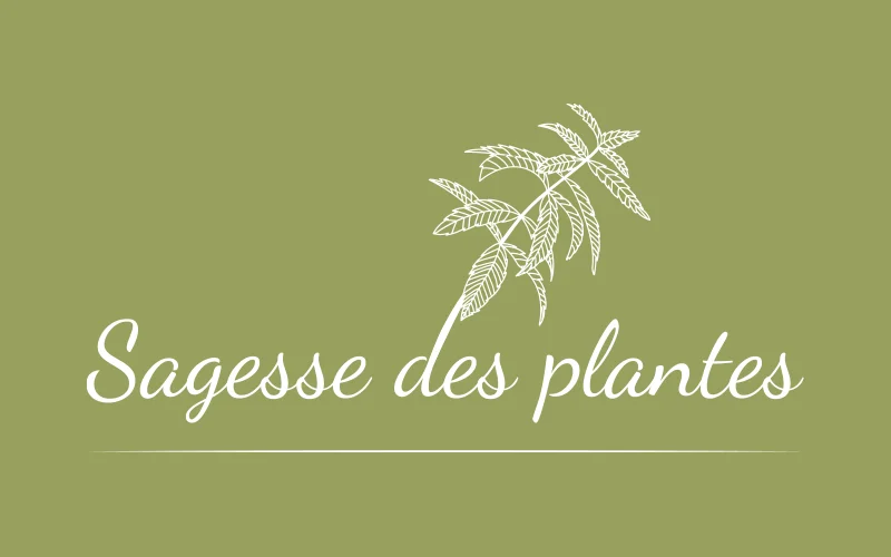 Mélanie Pigot – Praticienne herboristerie | Naturopathie