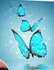 Blandine Reiki